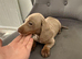 Miniatur dachshund champagne color
