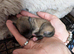5 beautiful Pomeranian cross.