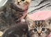 3 left British /birman kittens