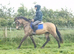 Top quality allrounder