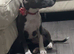 Staffordshire bull terrier female