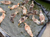 Ducklings for sale