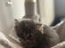 Kittens for sale