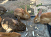 Rabbits for sale
