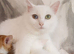 Turkish Angora mix kittens