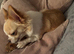 Chihuaha bitches for sale
