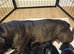 Bullador puppies