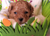 HALF ASIAN TOY POODLES