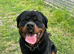 4 year old rehoming