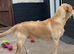 1 year old Labrador female