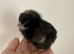 6x hatching eggs - Barred Plymouth Rock x Leghorn
