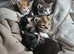 Ragdoll mix kittens