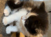 REDUCED!! KITTENS!! READY SOON!