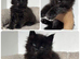 XXL Russian Mainecoons kittens