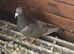 2. Brown check hens