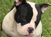 beautiful dogs