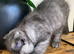 Scottish fold male and female