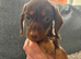 Girl Puppies