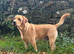 Handsome KC Reg Labrador Retriever Adult Male