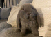 French lop last one of the litter