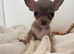 Xxs tiny teacup female chihuahua
