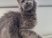 Blue Maine coon boy