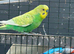 Budgies