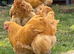 Day old buff orpington chicks from great lines
