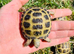 Baby Horsefield tortoises WOW!!