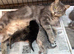 Ragdoll cross kittens