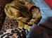 Cuddly affectionate lapcat
