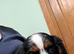 K C Reg Cavalier King Charles
