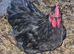 Pekin cockerel