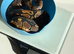 Royal pythons for sale