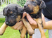 5 Lovely Patterdale xlakeland puppies