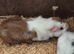 guinea pigs