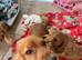 Curly cockapoo puppies