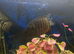 6ft aquarium full set up but no stand