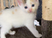 Female kitten