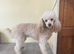 Toy KC reg Poodle (Stud) not for sale