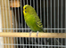 Budgies for new home