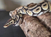 Pastel Trojan Het Clown Royal Python