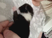 7 gorgeous kittens