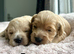 Light colour cockapoo ready in July