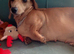 Dachshund