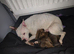 Belgian mallionas x staffy pups