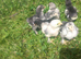 Brahma chicks