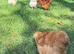 Silkie hens for sale