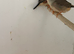 Pair of good sized normal zebra finches