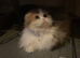 TICA active registered adult female scottish fold